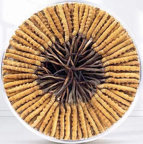 锦州冬虫夏草回收